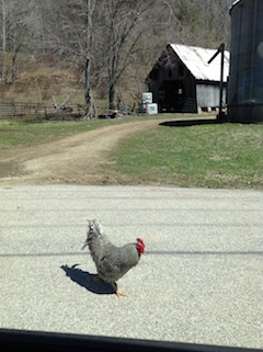 Chicken Crossing the Road